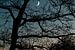 Maan schijnt door de bomen van Marco Scheurink