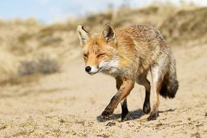 Renard en promenade dans les dunes