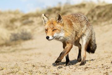 Fox on a walk in the dunes by Andius Teijgeler