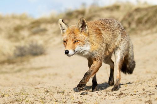 Fuchs bei einem Spaziergang in den Dünen