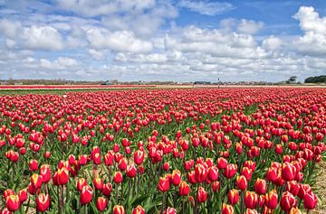 Tulipes rouges sur Texel / Tulipes rouges sur Texel sur Justin Sinner Pictures ( Fotograaf op Texel)