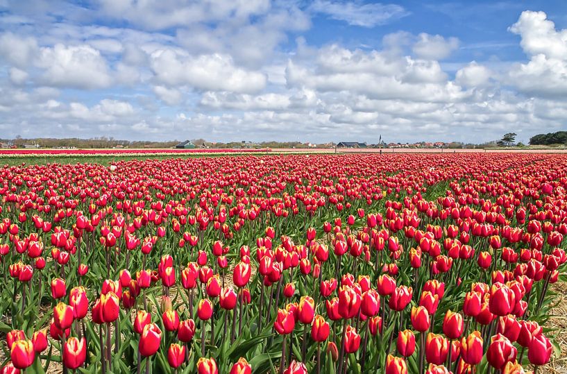 Tulipes rouges sur Texel / Tulipes rouges sur Texel par Justin Sinner Pictures ( Fotograaf op Texel)