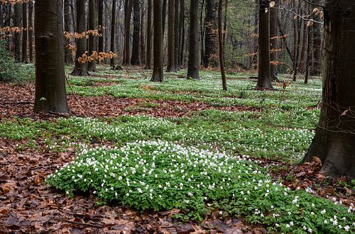 Anemonoides nemorosa, wood anemones, Bertem, Flemish Brabant ,Be