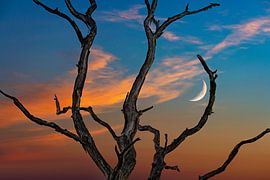 Coucher de soleil à Dwingelderveld avec lune
