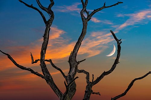 Sonnenuntergang in Dwingelderveld mit Mond
