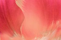 Inspired by Georgia O'Keeffe