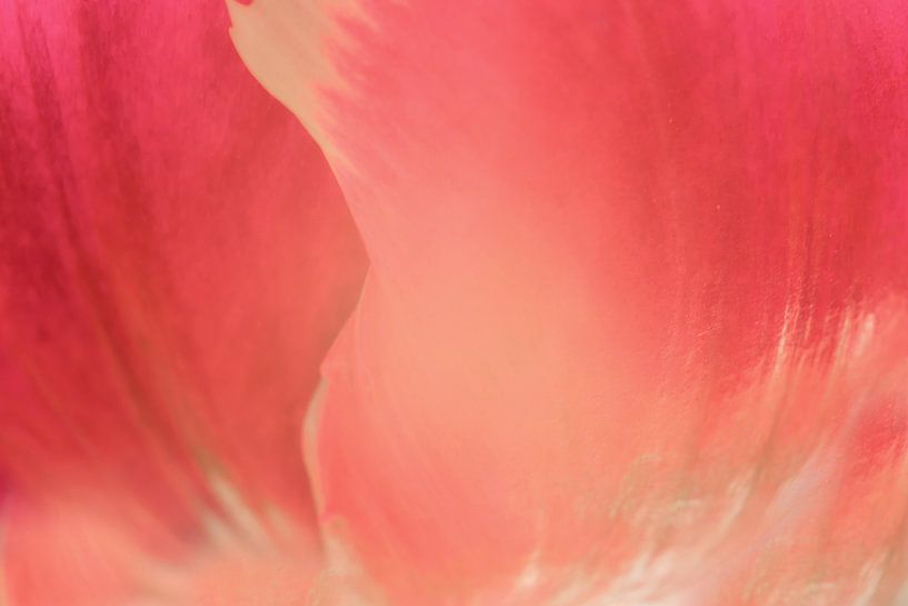 Inspired by Georgia O'Keeffe by Hans Heemsbergen