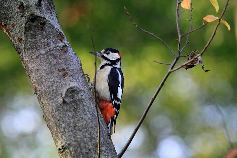 Bonte Specht by Jolanta Mayerberg