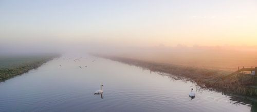 Zwanen in de mist