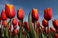 Tulpen
