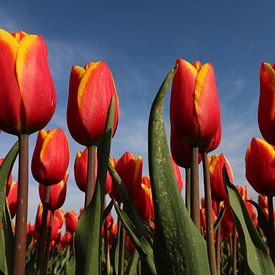 Tulpen von Jayne Wilby
