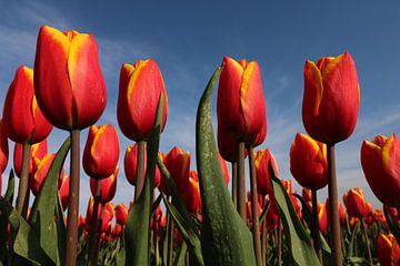 Tulpen van Jayne Wilby