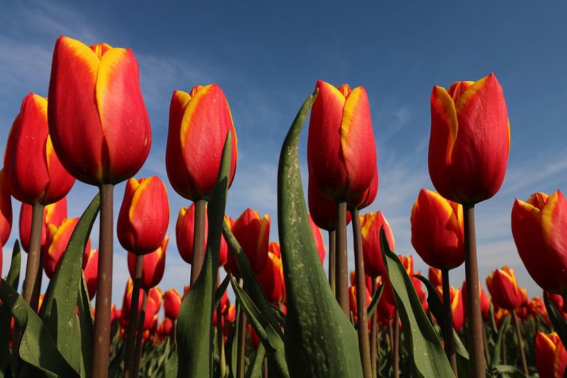 Tulips by Jayne Wilby