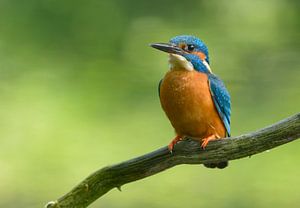 Eisvogel auf einem Ast ruhend
