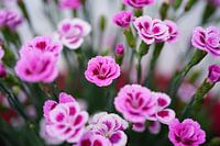 Pink kisses flowers with water drops