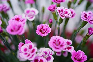 Rosa Küsse Blumen mit Wassertropfen von Nicole