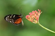 Vlinder op bloem van Edwin Butter thumbnail