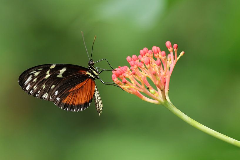 Vlinder op bloem van Edwin Butter