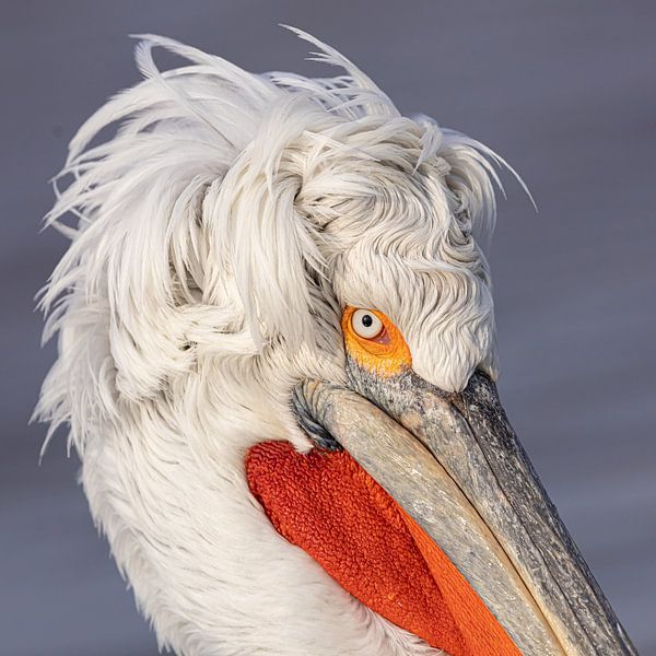 pelican head by Kris Hermans