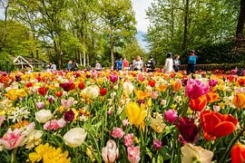 Tulipfield by Brian Morgan