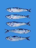 Sardines on Blue