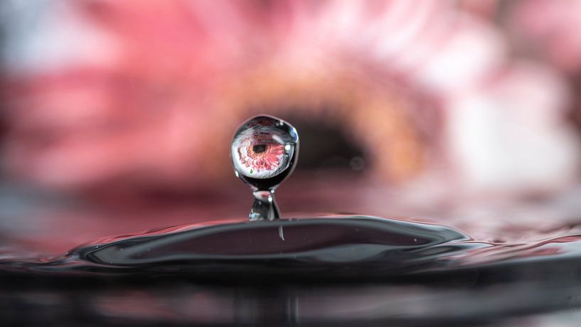 une fleur de gerbera se reflète dans la goutte d'eau tombée ; le moment choisi est parfois une quest par Hans de Waay