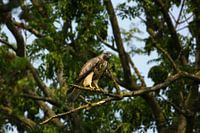 Buizerd in natuurlijke omgeving