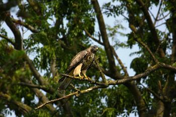 Buizerd in natuurlijke omgeving
