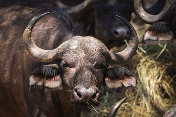 Portret van een Kaapse buffel met grasspriet van Simone Janssen
