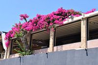 Roze bloemen op Zakynthos