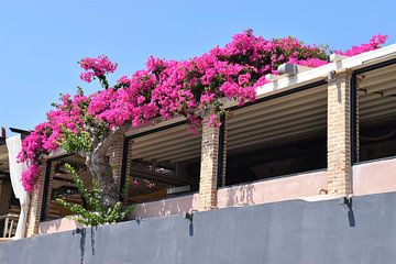 Roze bloemen op Zakynthos van Esther