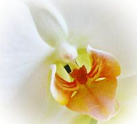 Weiße Orchidee