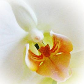 Weiße Orchidee van Doris Kroos