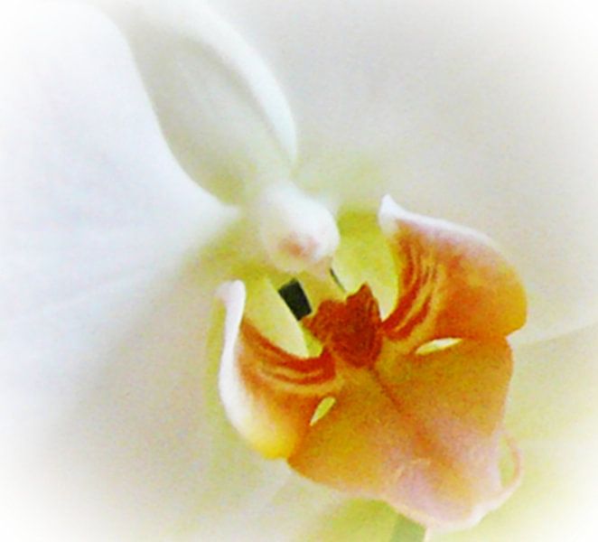 Weiße Orchidee by Doris Kroos