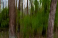Lijnen in het bos door digitale kunst van Jolanda de Jong-Jansen thumbnail
