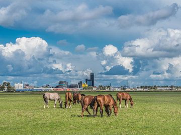 Zicht op de skyline van Leeuwarden met paarden op de voorgrond van Harrie Muis