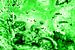 Bubbles Up Green von Jon Houkes