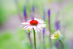 Flower against a pastel-colored background