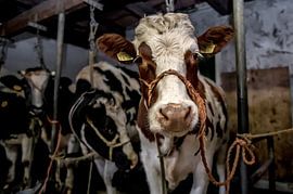 cows in old barn by Inge Jansen
