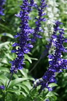 Lavendel