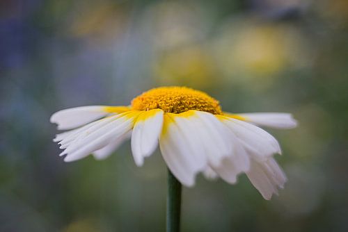 Blumen mit Vintage-Objektiv fotografiert