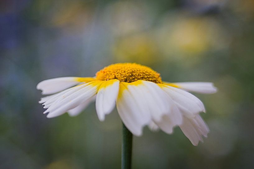 Fleurs photographiées avec un objectif vintage par Paul Groefsema