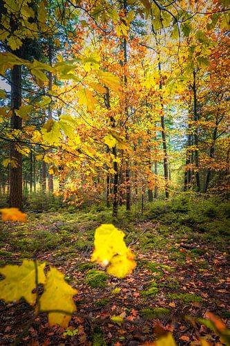 Arbres d'automne