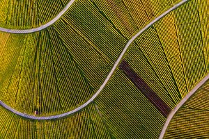 Luchtfoto van de wijngaard op de Kappelberg in Fellbach van Werner Dieterich