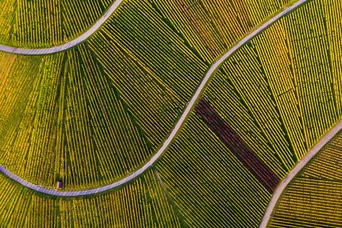 Aerial view vineyard at the Kappelberg in Fellbach by Werner Dieterich