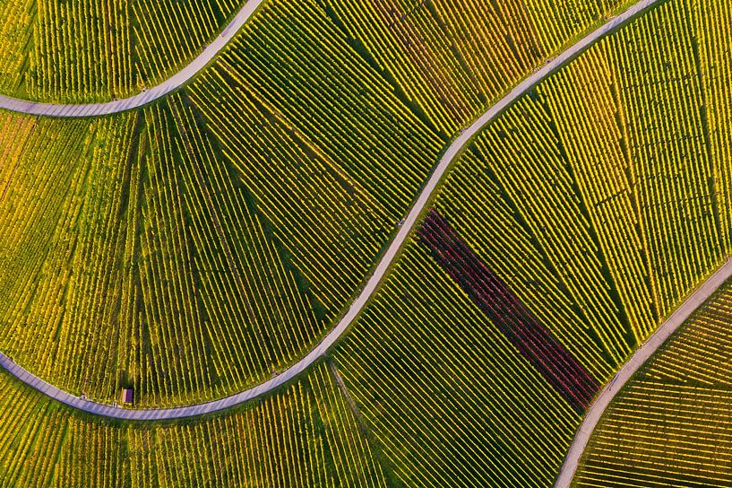 Luchtfoto van de wijngaard op de Kappelberg in Fellbach van Werner Dieterich
