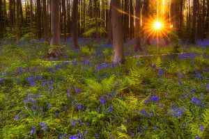 magischer Wald von Daniela Beyer