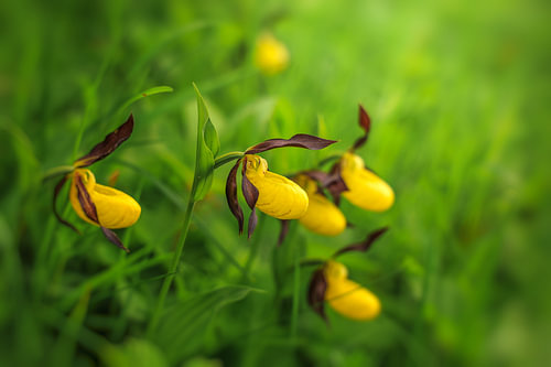Lady’s slipper orchid – Cypripedium calceolus in the Upper Danube Nature Park