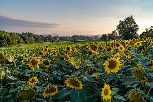 Uitzicht over een veld met zonnebloemen in Frankrijk