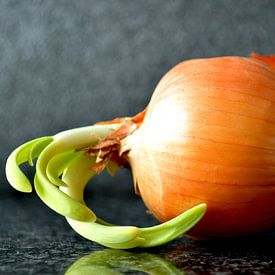 Flared onion with grey background by Ronald H